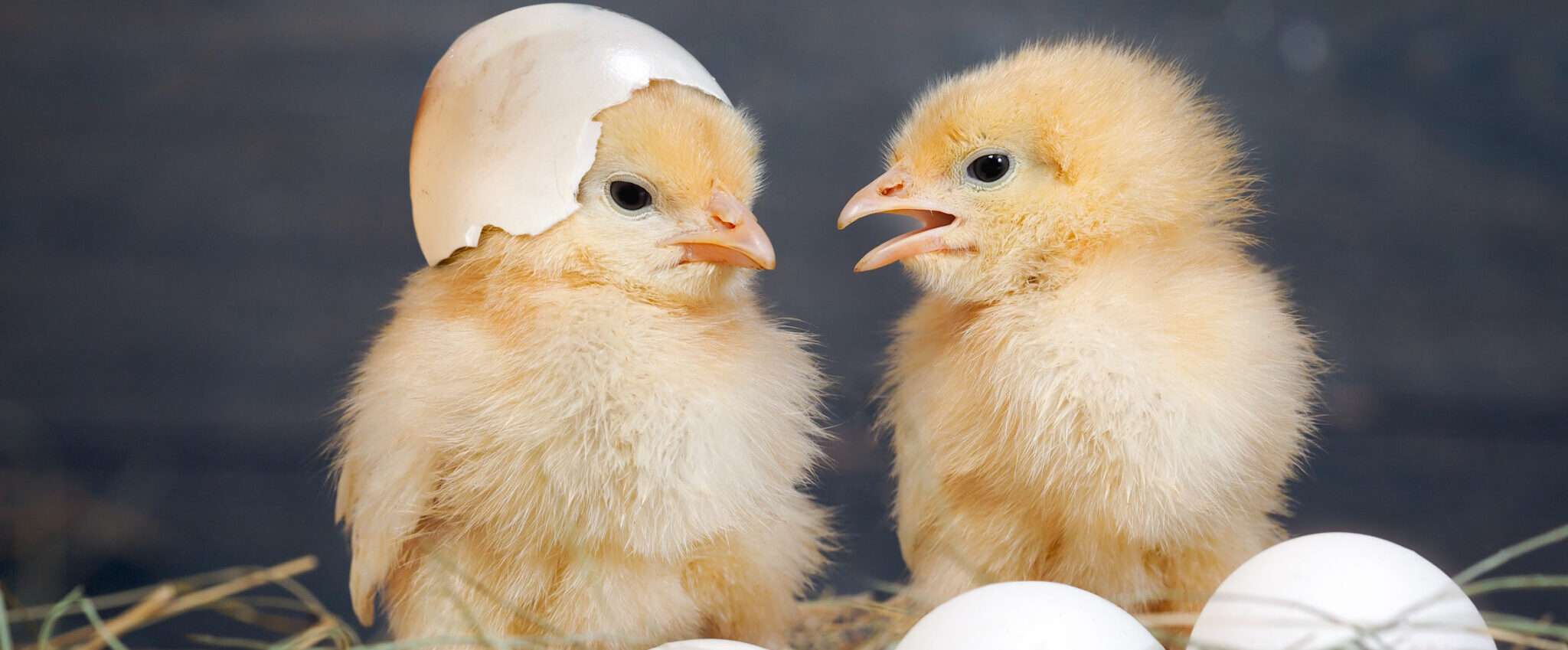 スペインでは2羽の鶏が卵の上に座っています。