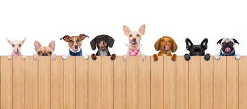 スペインの木の柵に寄りかかる犬のグループ。