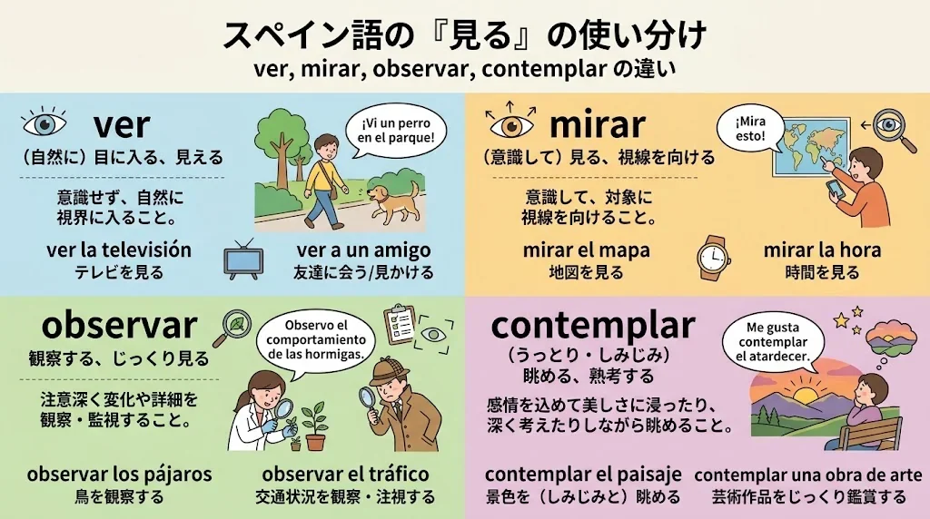 スペイン語の「見る」動詞の違いを図解したインフォグラフィック
